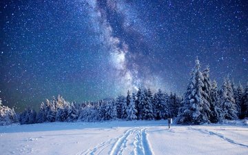 небо, деревья, лес, зима, звезды, млечный путь