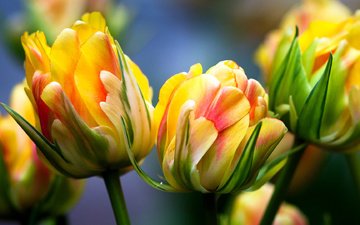 цветы, макро, тюльпаны, яркие, желтые цветы