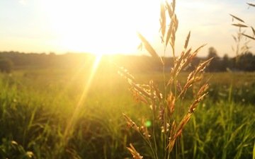 трава, солнце, поле, колоски, солнечный свет