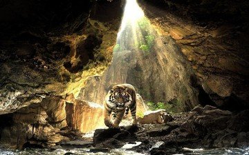тигр, животные, хищник, пещера, дикая природа