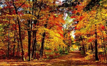 деревья, природа, пейзаж, парк, листва, осень