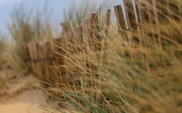 трава, песок, пляж, забор, ветер, дюны, песка, боке, изгородь, ветряная, дюна