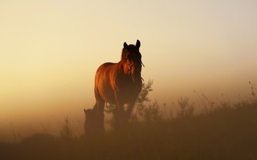 лошадь, трава, закат, кони, конь, dusk, растительность, полумрак, возвышенность