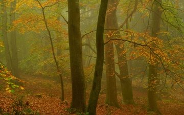 деревья, лес, листья, туман, ветки, осень, размытость, англия, эксмур, beechwood