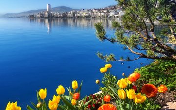 цветы, озеро, швейцария, женевское озеро, монтрё