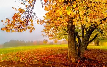 деревья, листья, осень