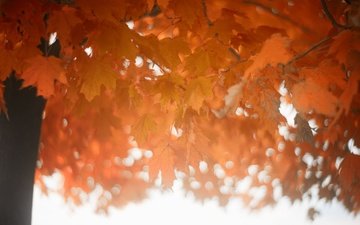 дерево, листья, осень