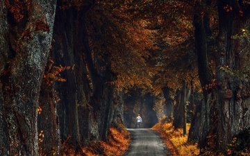 дорога, деревья, осень, человек