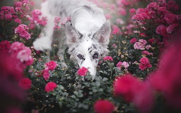 цветы, розы, взгляд, собака, друг, бордер-колли, alicja zmysłowska