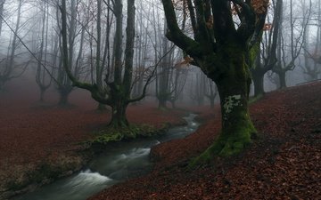 деревья, река, лес, туман, осень, мох