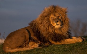лев, красавец, царь зверей