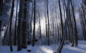 деревья, лес, зима