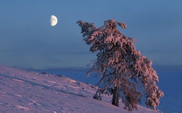 небо, снег, дерево, зима, луна