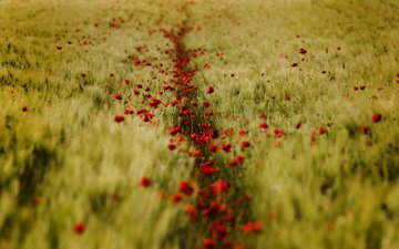 поле, лето, пшеница, красные маки