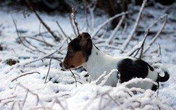 снег, зима, собака, щенок, джек-рассел-терьер