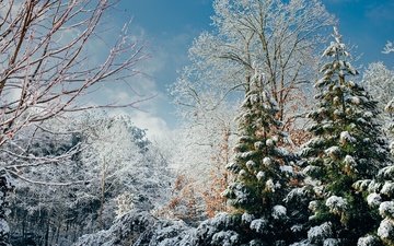 деревья, снег, лес, зима, ветки, солнечно