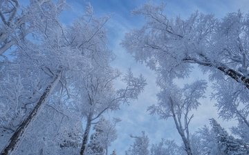 небо, деревья, снег, зима