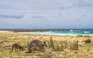 берег, море, австралия, кенгуру