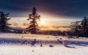 деревья, солнце, снег, зима, фото