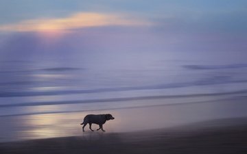 закат, море, собака