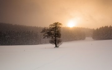 снег, дерево, закат, зима, поле, метель