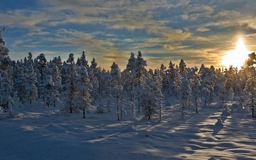 деревья, снег, закат, зима, норвегия