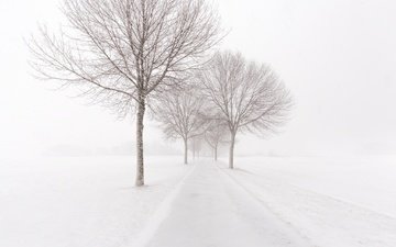 дорога, деревья, снег, зима, метель