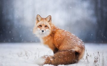 снег, зима, лиса, лисица