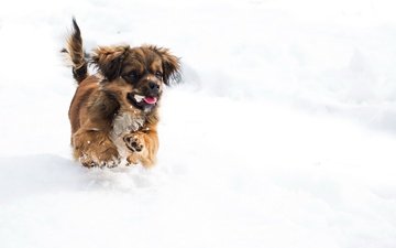 снег, зима, мордочка, собака, щенок, лапки