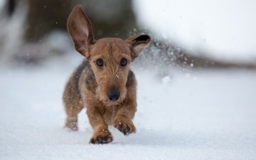 снег, зима, собака, прогулка