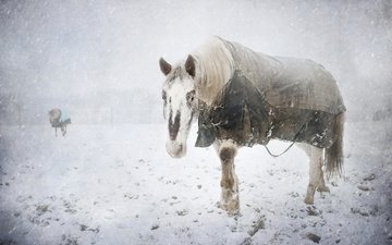 снег, зима, холод, конь