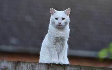 кот, мордочка, взгляд, забор, белый