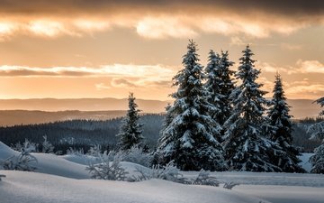 снег, лес, зима, ели, норвегия, лиллехаммер