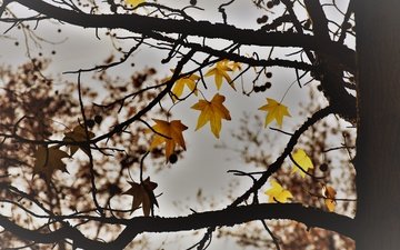 природа, дерево, листья, осень