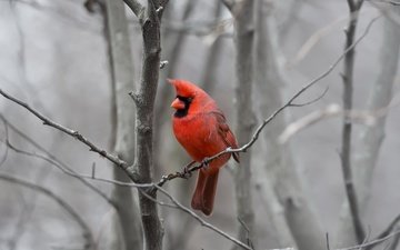природа, фон, птица, кардинал