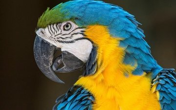 птицы, попугай, ара, сине-желтый