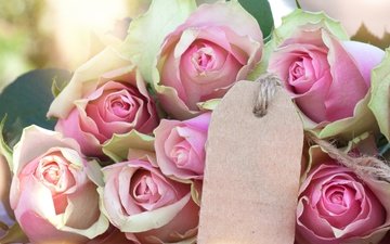 бутоны, розы, романтик,  цветы, роз, пинк, valentine`s day