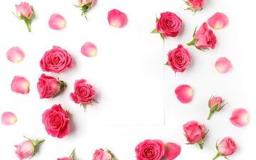 бутоны, розы, романтик,  цветы, роз, пинк