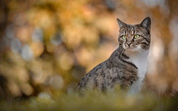 портрет, кошка, взгляд, боке