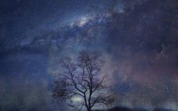 ночь, дерево, звезды