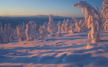 bäume, schnee, winter, russland, wladimir rjabkow, jakutien