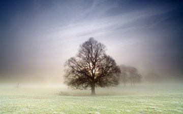 природа, дерево, туман, поле