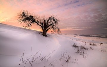 снег, природа, дерево, закат, зима