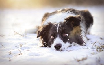снег, взгляд, собака