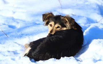 снег, зима, взгляд, собака