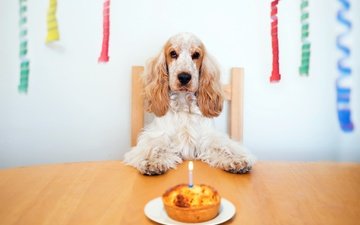 собака, дом, с днем ​​рождения