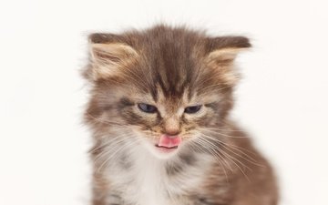 кошка, котенок, малыш, язык