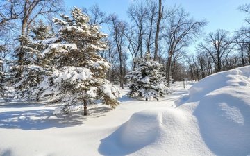 деревья, снег, елка, лес, зима, парк, ель