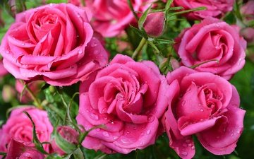 цветы, капли, розы, розовые, розовые розы