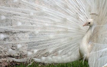 белый, птица, павлин, перья, хвост